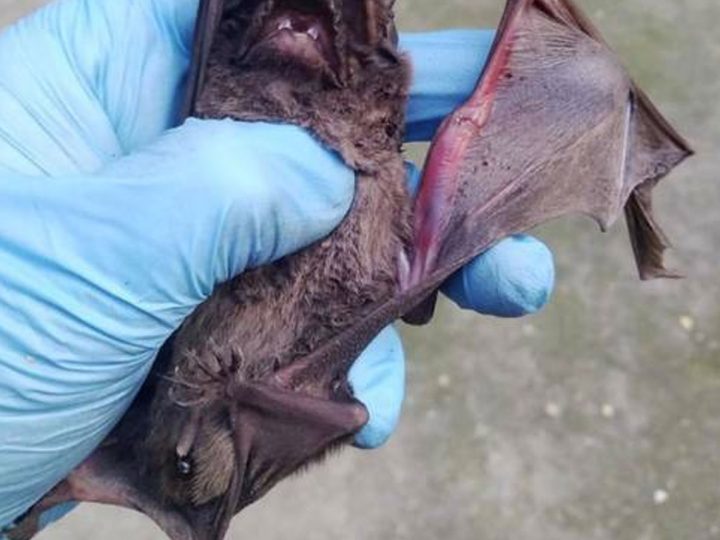 Come lavorano gli scienziati che vanno a caccia di coronavirus nei pipistrelli